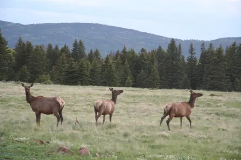 Deer in spring